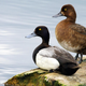 A male and female Lesser Scaup. (Image: Kurt Bauschardt/Flickr)